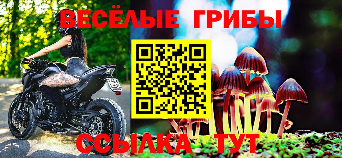Псилоцибиновые грибы мицелий Новокубанск